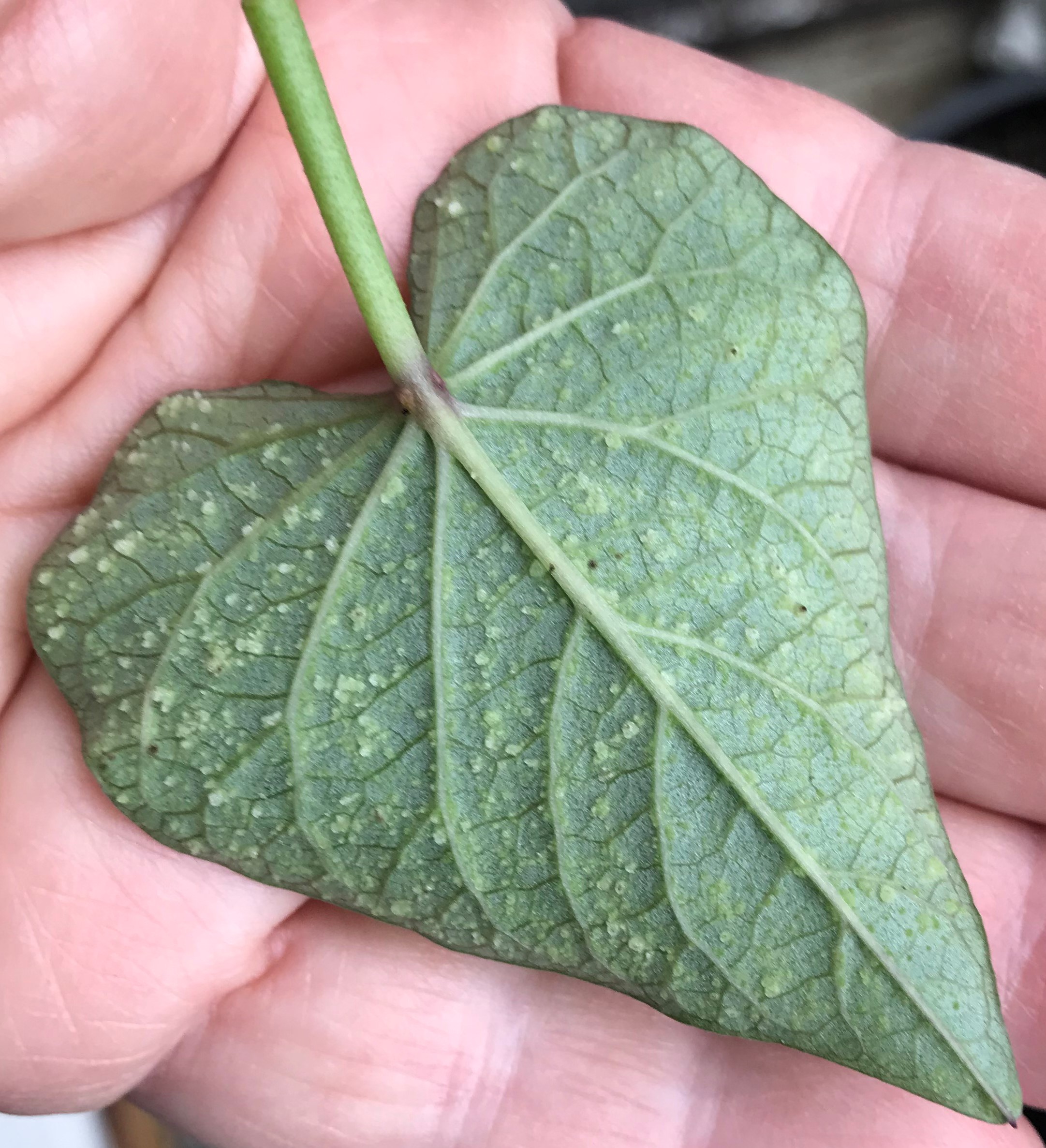 Edema on sweet potato leaf